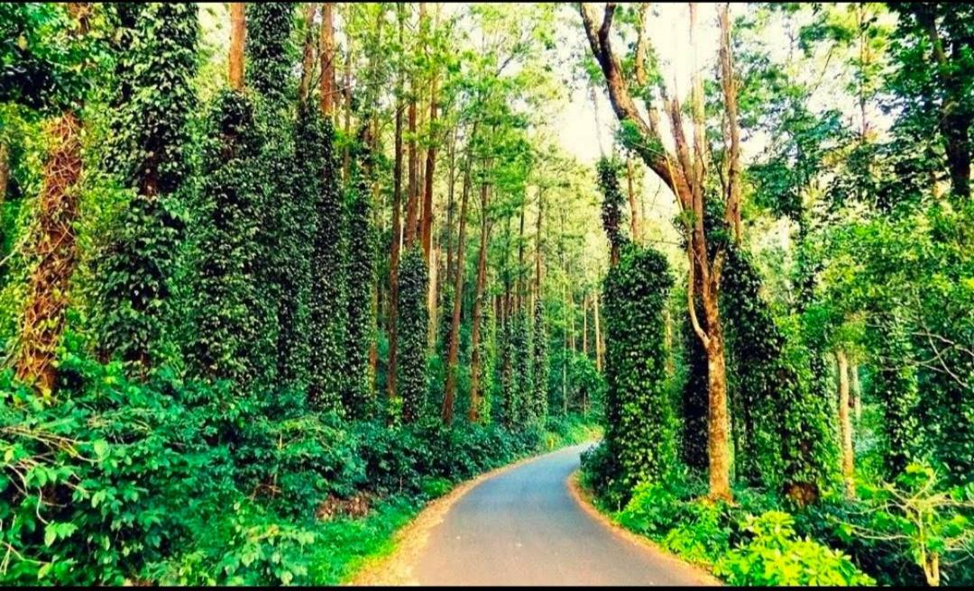 Sp Resort Inn Yercaud Exteriör bild